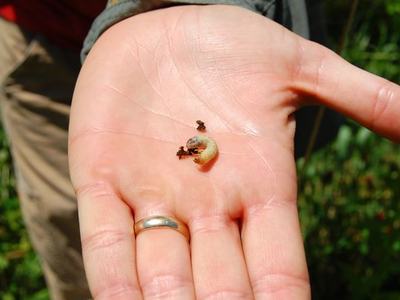 Hand holding a small pale grub (larva) with bits of plant debris.