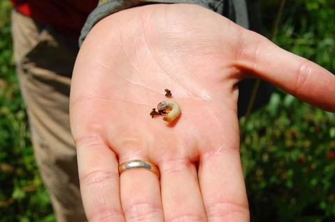 Hand holding a small pale grub (larva) with bits of plant debris.