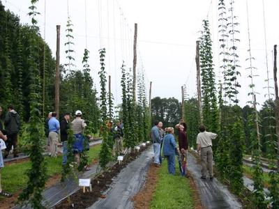 Group of people walking and inspecting tall hop plants on trellised rows
