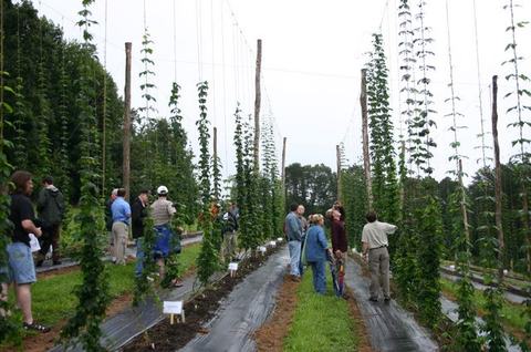 Group of people walking and inspecting tall hop plants on trellised rows