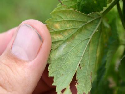 Thumb holding a serrated green leaf with small tears and brown spots