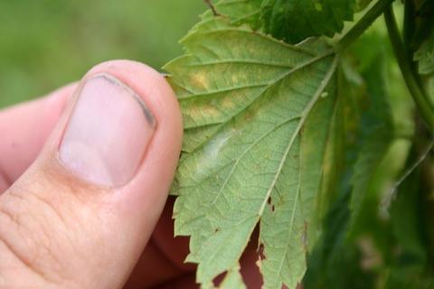 Thumb holding a serrated green leaf with small tears and brown spots