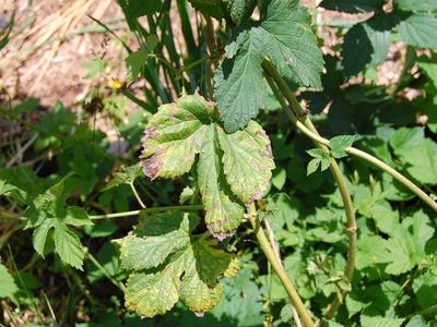 Green compound leaves with brown necrotic edges and yellowing between veins