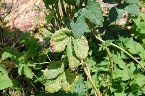 Green compound leaves with brown necrotic edges and yellowing between veins