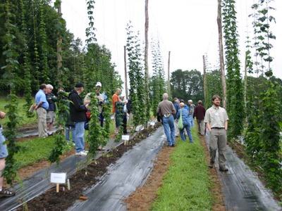 Group of people walking through rows of trellised hop vines at a farm