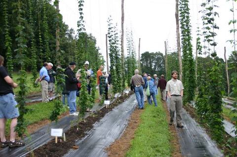 Group of people walking through rows of trellised hop vines at a farm