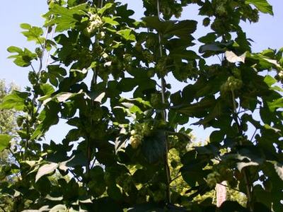 Tall hop vines with cone-shaped hop flowers climbing vertical strings against blue sky
