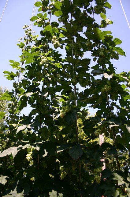 Tall hop vines with cone-shaped hop flowers climbing vertical strings against blue sky