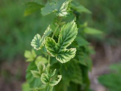 Variegated green leaves with cream edges on a young plant stem