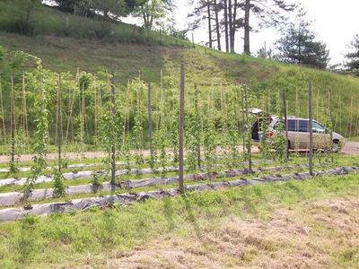 Rows of trellised hop plants in a field with a parked van with open trunk