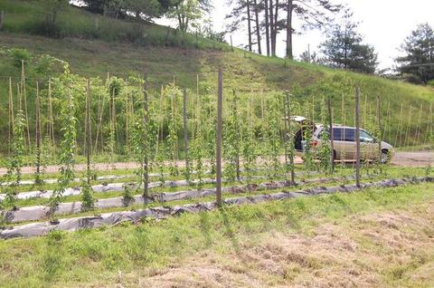 Rows of trellised hop plants in a field with a parked van with open trunk