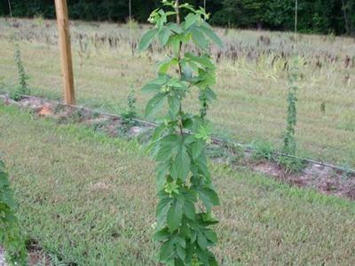 Green climbing vine twining up a vertical string between wooden posts in a grassy field
