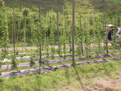 Rows of young climbing plants on vertical poles with a car and open trunk behind