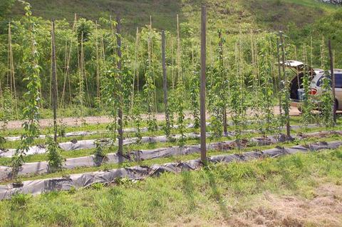 Rows of young climbing plants on vertical poles with a car and open trunk behind