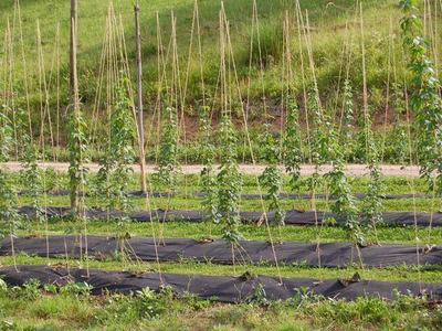 Young climbing plants on vertical bamboo poles in rows with black ground cover