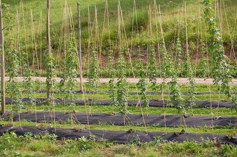 Young climbing plants on vertical bamboo poles in rows with black ground cover