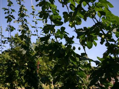 Hop vines with green cone-shaped flowers climbing vertical strings against blue sky