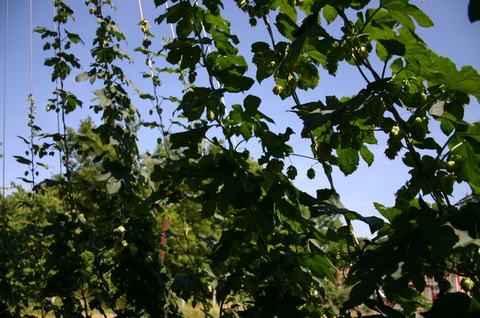 Hop vines with green cone-shaped flowers climbing vertical strings against blue sky