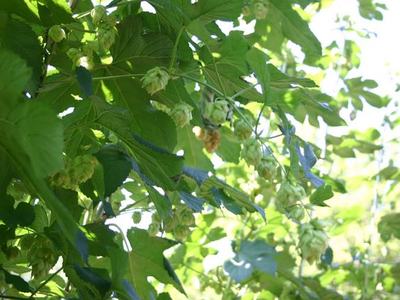 Hop vine with green hop cones hanging among leaves
