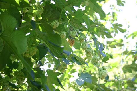Hop vine with green hop cones hanging among leaves