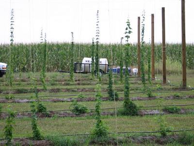 Rows of young hop bines climbing trellis wires; white tank trailer marked "MK"