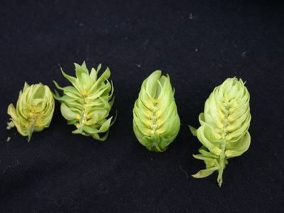 Four green hop cones arranged in a row on a black fabric background
