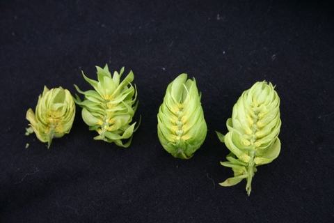 Four green hop cones arranged in a row on a black fabric background