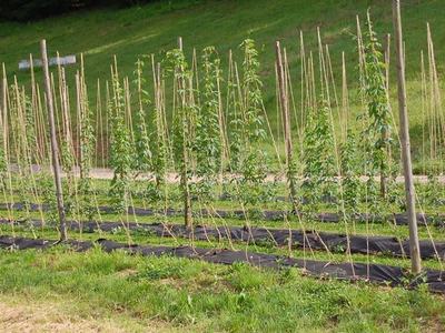 Rows of young hop plants trained on vertical bamboo poles in a field