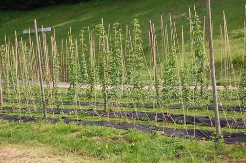 Rows of young hop plants trained on vertical bamboo poles in a field