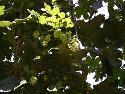 Hop vine with clusters of green hop cones hanging among backlit leaves