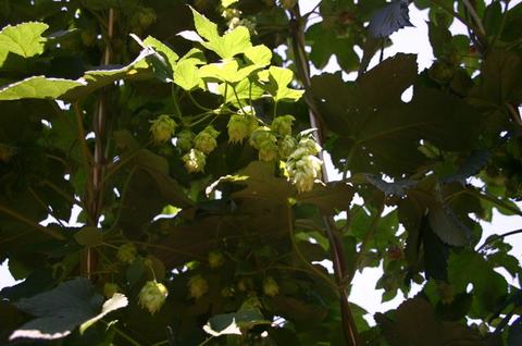 Hop vine with clusters of green hop cones hanging among backlit leaves