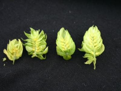 Four small green hop cones arranged in a row on a black background