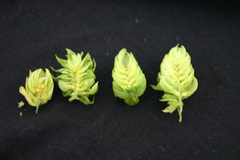 Four small green hop cones arranged in a row on a black background