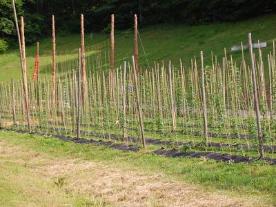 Rows of wooden trellis poles with young climbing plants in a grassy field