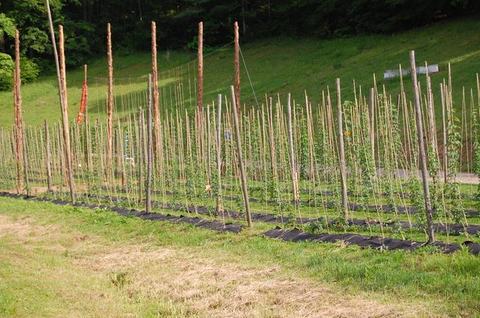 Rows of wooden trellis poles with young climbing plants in a grassy field