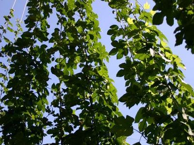 Green climbing vines growing upward on vertical strings against blue sky