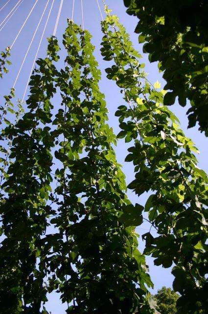Green climbing vines growing upward on vertical strings against blue sky