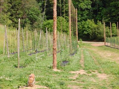 Rows of trellis poles and wires in a grassy hop field with a center dirt path