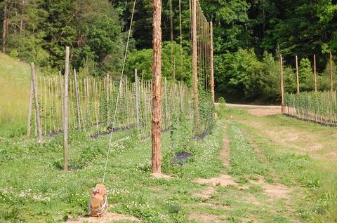 Rows of trellis poles and wires in a grassy hop field with a center dirt path