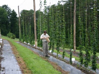 Person inspecting hop bines on tall trellises in a field
