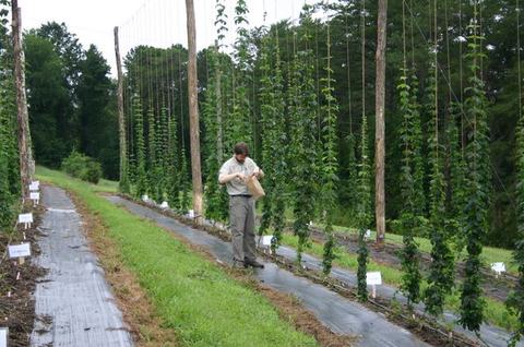 Person inspecting hop bines on tall trellises in a field