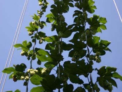 Hop bines climbing vertical strings toward clear blue sky