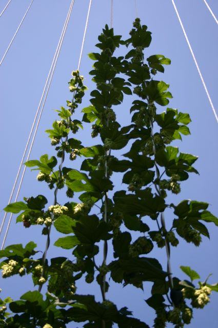 Hop bines climbing vertical strings toward clear blue sky