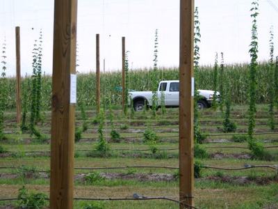 White pickup truck parked among trellised hop plants and wooden posts