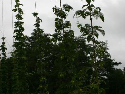 Tall hop bines climbing vertical strings in grassy field under overcast sky