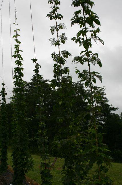 Tall hop bines climbing vertical strings in grassy field under overcast sky