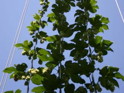 Hops bines climbing vertical support strings against clear blue sky
