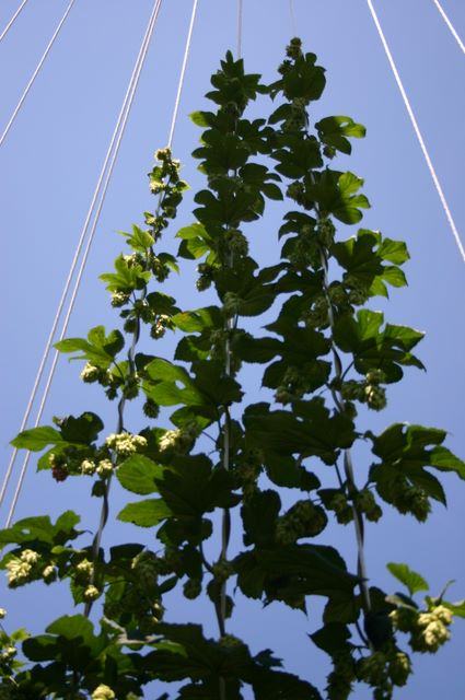 Hops bines climbing vertical support strings against clear blue sky