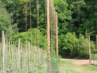Rows of tall wooden poles with climbing plants in a field beside a dirt path