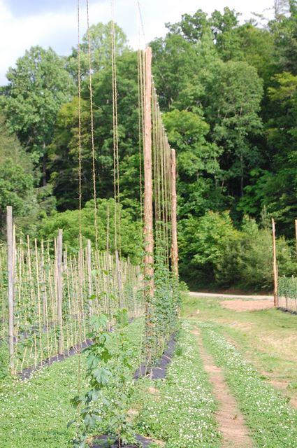 Rows of tall wooden poles with climbing plants in a field beside a dirt path
